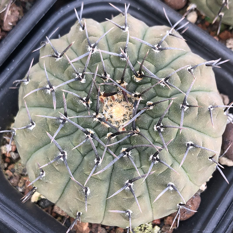 黑刺风头多肉植物黑刺仙人球裸萼球属趣味仙人球阳台花卉绿植盆栽