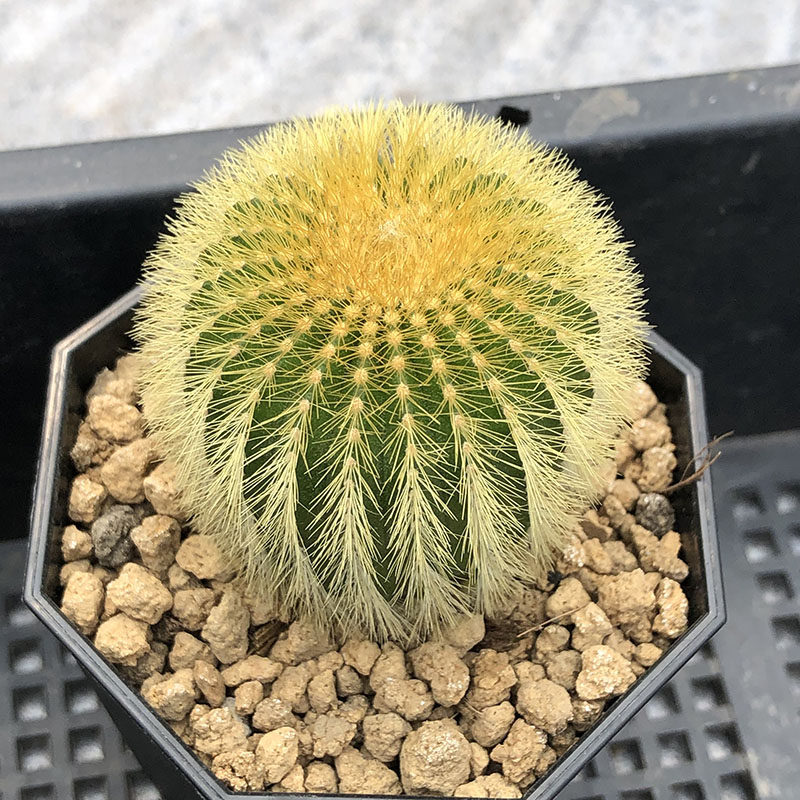 多肉植物奇特稀有缀化锦石化浓白无刺开花仙人球一物一拍多肉植物