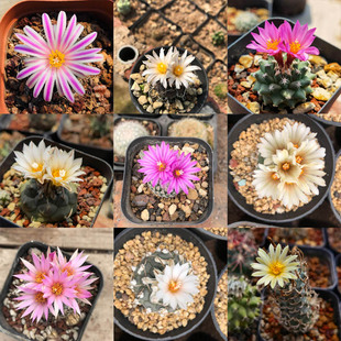 实生升云龙海胆赤花长城安德森草刺华丽玉北境芜城丸娇丽一物一拍