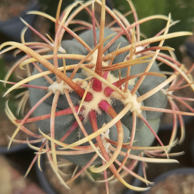 多肉植物仙人球大红鹰大统领冠龙