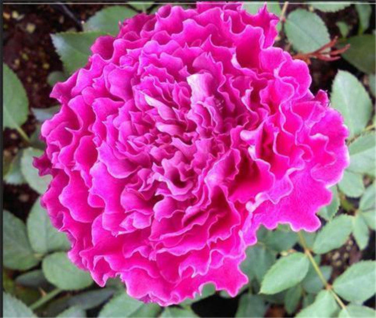 起初园艺日月 草药 植株矮小阳台盆栽勤开四季开花波浪边在类目 鲜花速递/花卉仿真/绿植园艺, 花卉/绿植盆栽（新）, 花卉中 - 来自Buy2taobao.com提供专业的淘宝代购服务