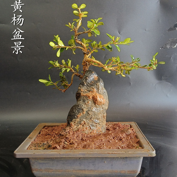 黄杨盆景 附石盆景瓜子叶老桩皱皮造型树苗绿植室内桌面好养盆栽