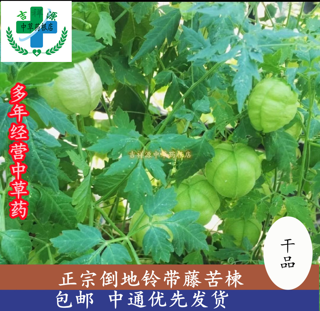 吉祥源中药材草根店正宗y生倒地铃纯晒干品潮汕带藤苦楝无硫三