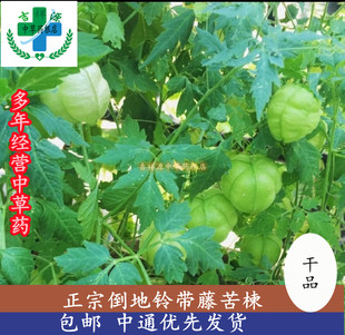 吉祥源中药材草根店正宗y生倒地铃纯晒干品潮汕带藤苦楝无硫三