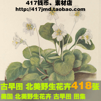 [古早图 图谱]美国Mary Vaux Walcott 北美野生花卉植物图片素材