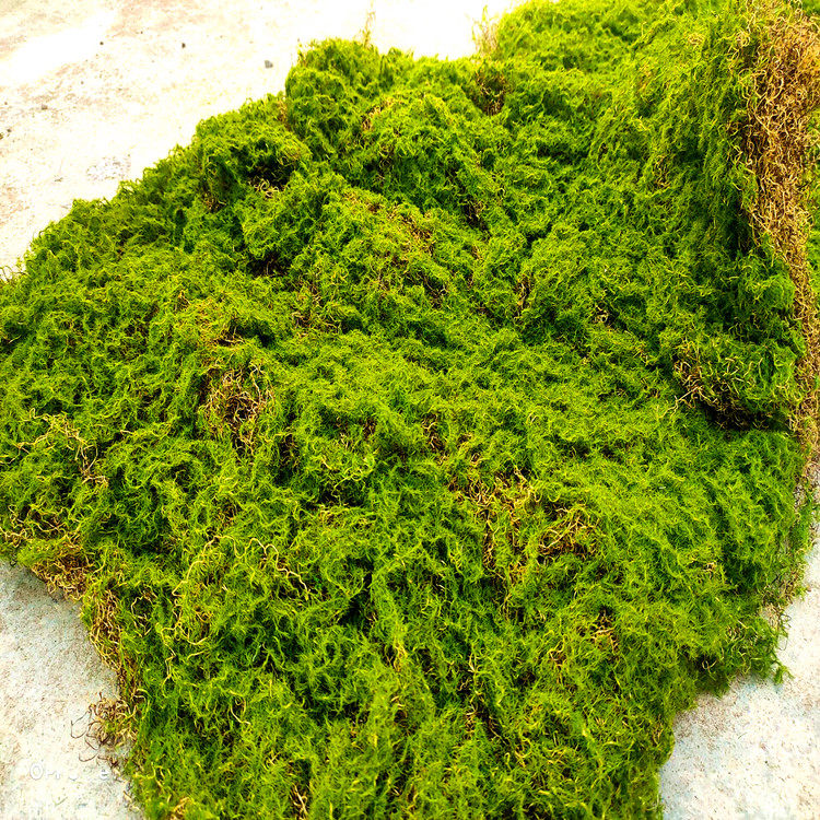 植绒毛青苔藓草皮草坪植物墙景观软装场背景橱窗展示户外盆栽家用