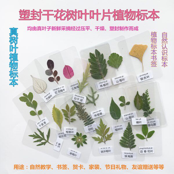3寸带字塑封植物标本过塑真树叶干花幼儿园认识自然叶子书签贺卡