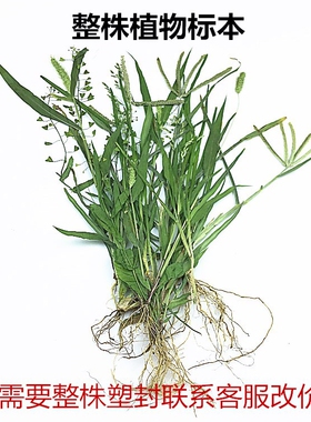 整株植物标本带根根茎押花干花