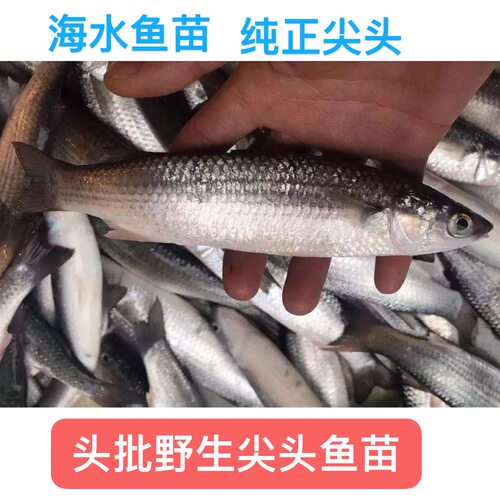 野生尖头鱼苗乌尖鱼苗海水养殖鱼苗野生鱼苗野生鱼苗纯尖头苗
