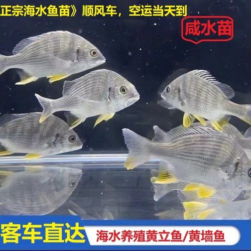 （咸水）海水鱼苗黄脚立鱼苗黄脚黄鳍鲷黄墙新鲜海水鱼苗包活到家