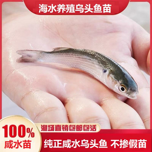海水鱼苗乌头鱼乌鲻鱼苗鲜活乌鱼苗淡水养殖乌鱼苗乌鱼苗
