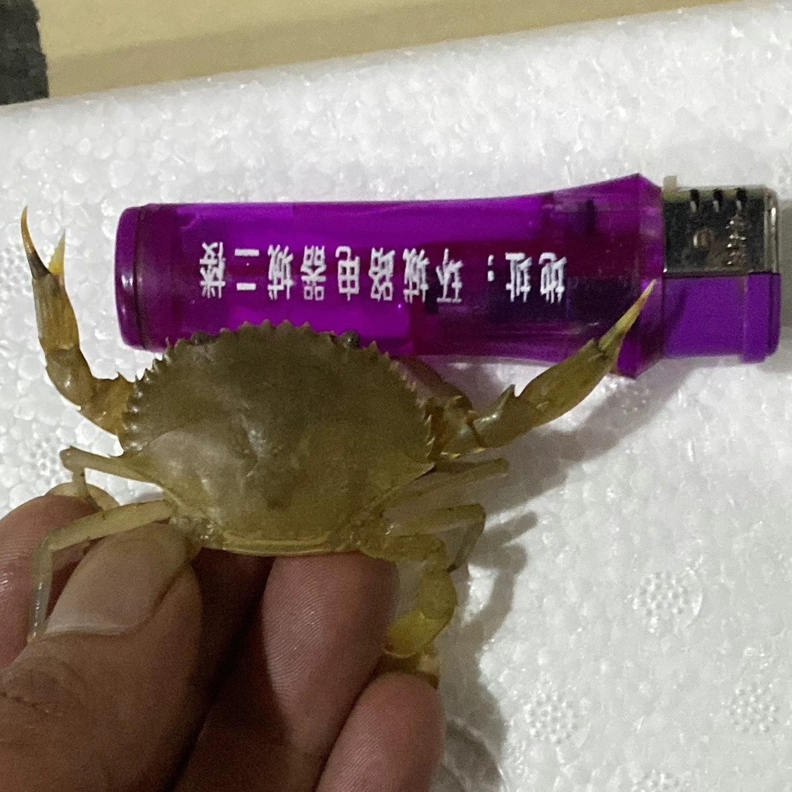 潮汕青蟹苗小螃蟹活体幼苗野生海捕养殖优质青蟹高存活率包邮图片