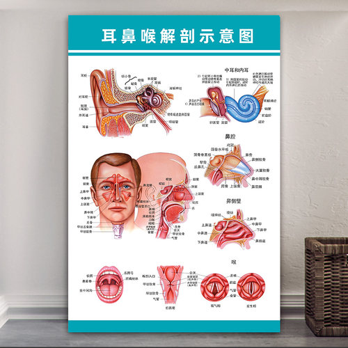 耳鼻喉解剖图呼吸系统挂图