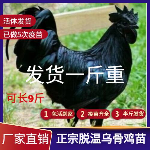 一斤乌骨鸡苗大种乌骨鸡活苗1斤黑乌鸡活体脱温五黑鸡苗绿壳蛋鸡
