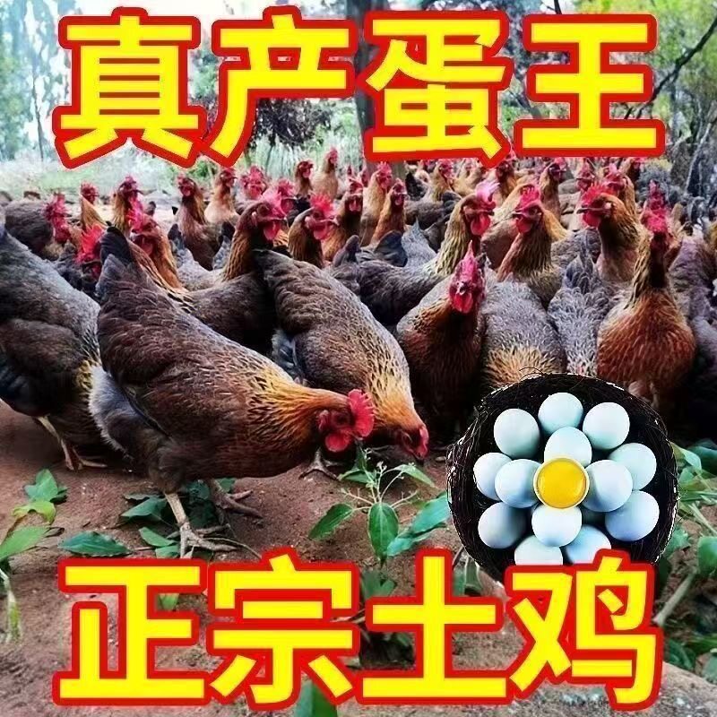 一斤纯种土鸡活苗苏北土鸡柴鸡笨宠物鸡