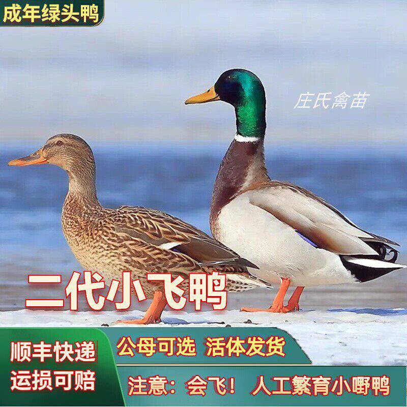 绿头鸭活苗1.5斤成年蛋麻鸭苗小种观赏鸭子水鸭飞鸭广东青头鸭活