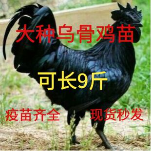 一斤乌骨鸡苗大种乌骨鸡活苗1斤黑乌鸡活体脱温五黑鸡苗绿壳蛋鸡
