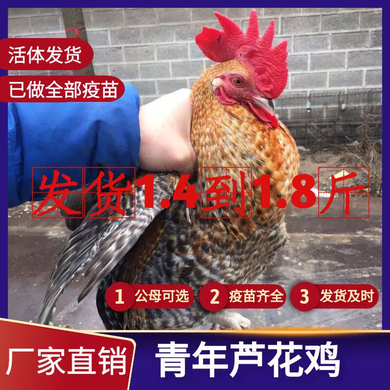 1.5斤脱温金芦花阉鸡苗活苗黑芦花腌鸡仔线鸡苗阉公鸡活体太监鸡