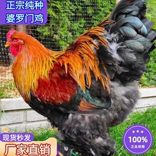 网红巨型婆罗门鸡脱温鸡正宗梵天鸡活苗大型进口观赏鸡大体梵天鸡