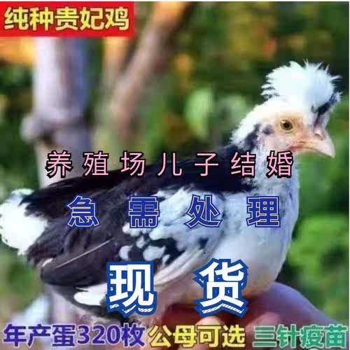 鸡活苗贵妃鸡苗贵妃鸡活苗贵妇鸡苗小鸡活苗半大鸡脱温苗包活到家
