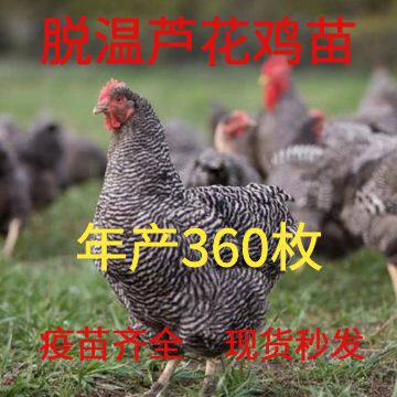一斤芦花鸡活苗正宗青年鸡脱温鸡纯种活鸡汶上散养小鸡活体鸡活苗