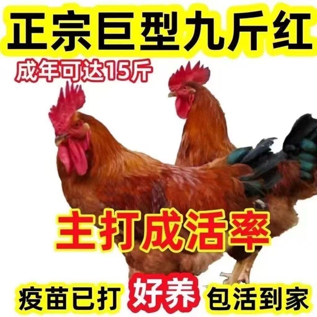 半斤左右九斤红正宗散养大红公鸡直发脱温鸡幼苗批发活体红玉鸡苗