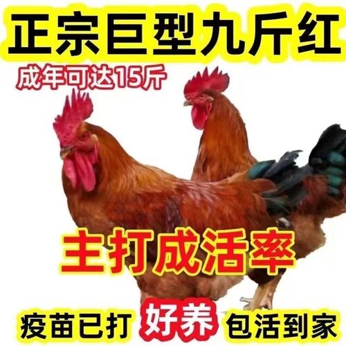 半斤左右九斤红正宗散养大红公鸡直发脱温鸡幼苗批发活体红玉鸡苗