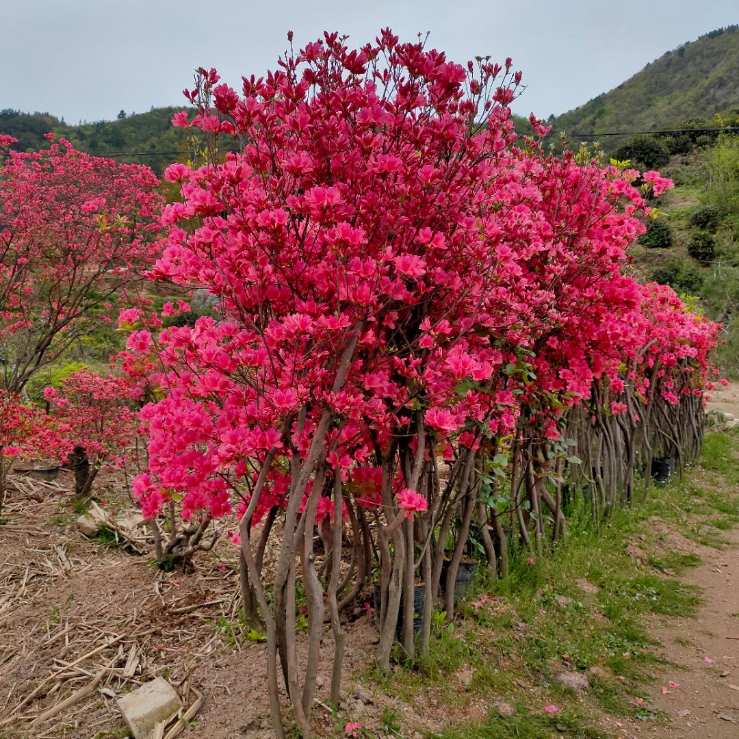 映山红树苗老桩,正宗大别山先花后叶品种,3-5杆,高度1.5米