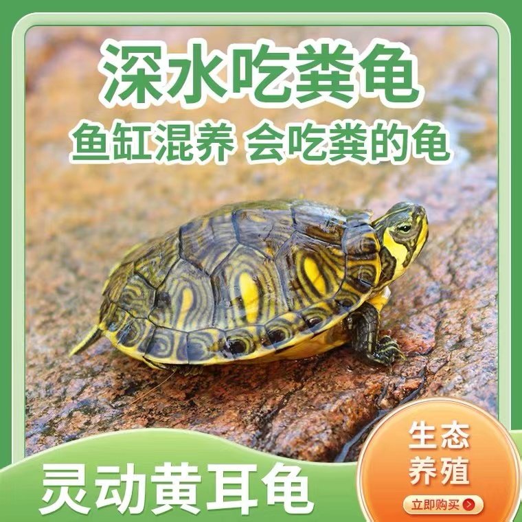 深水黄耳龟乌龟活物冷水长寿龟家养宠物观赏小乌龟招财吃粪包邮