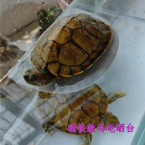 大号乌龟晒台深水晒背台鱼龟混养