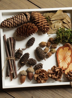 ZAKKA复古拍照道具森女手工DIY材料包天然微景观小树枝橡果 C33