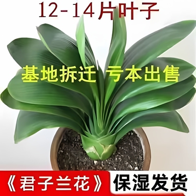 当年开花君子兰盆栽好养室内阳台