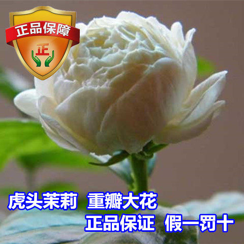 正品三叶轮生虎头茉莉苗 茉莉花盆栽 庭院阳台芳香茉莉大花重瓣