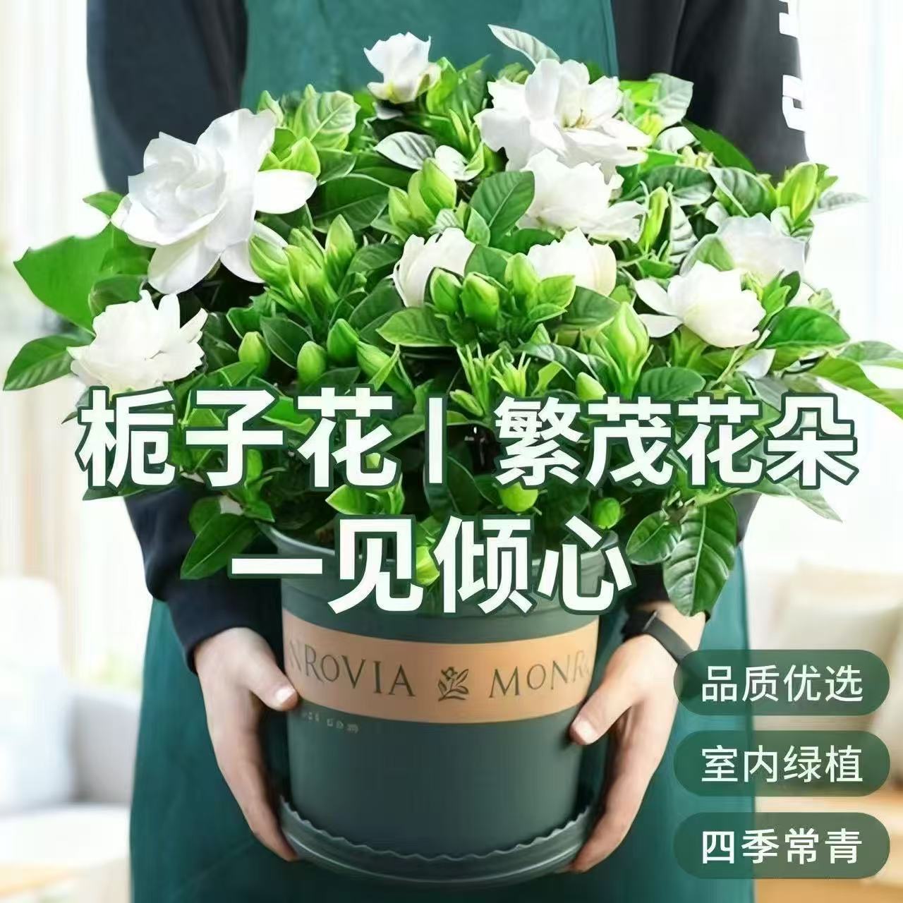 栀子花盆栽浓香型室内绿植净化空气四季开花植物花卉花苞好养阳台