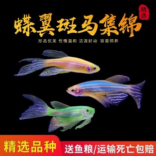 精品蝶翼斑马鱼长尾长鳍鱼观赏鱼荧光鱼小型热带鱼活体鱼