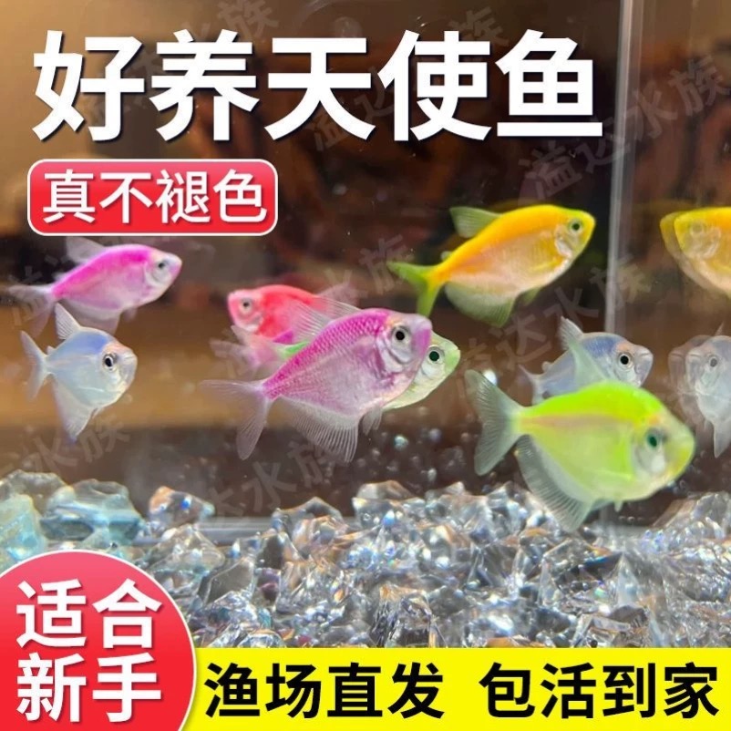 精品天使鱼颜色艳丽好养耐活