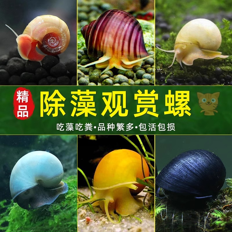 观赏螺除藻清洁螺斑马螺