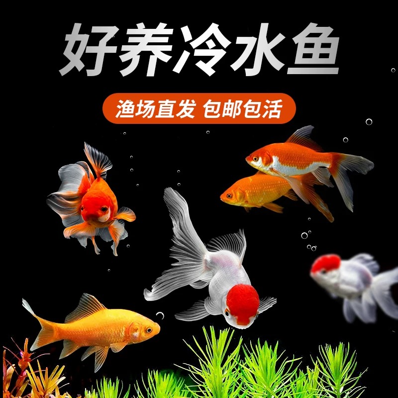 金鱼不加温冷水鱼淡水观赏鱼好养