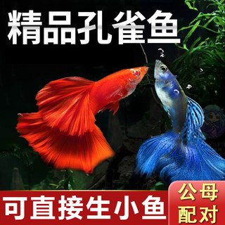 孔雀鱼鱼苗观赏鱼小型活体金鱼热带淡水好养耐活斑马凤尾鱼缸小鱼