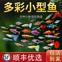 热带观赏活鱼好养红绿灯斑马淡水金鱼苗神仙孔雀小型宝莲灯科小鱼