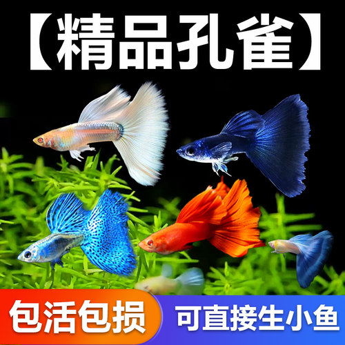 孔雀鱼热带小型观赏鱼好养耐活鱼