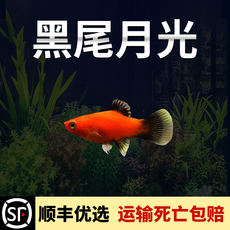 黑尾月光鱼胎生鱼热带小型鱼活体孔雀鱼鱼苗观赏鱼米奇鱼斑马鱼