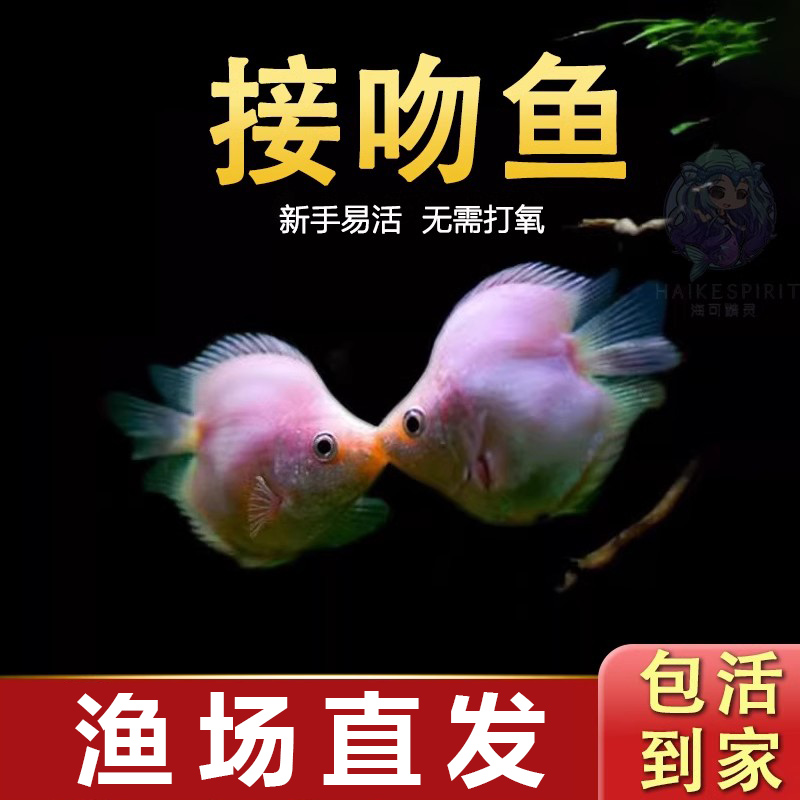 接吻鱼彩群鱼小型观赏鱼