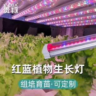 贵翔 红蓝光植物生长灯管LED光合作用补光灯蔬菜多肉育苗组培实验