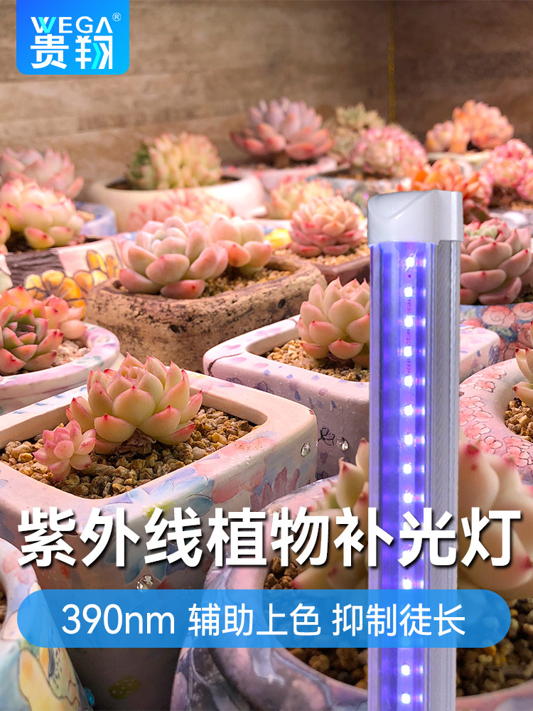 桂香多肉防色Uva紫外线灯彷植物与花卉补光配合阳光