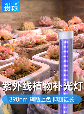 桂香多肉防色Uva紫外线灯彷植物与花卉补光配合阳光