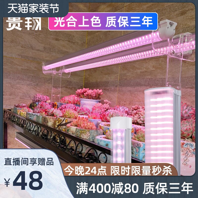 多肉植物灯价格 多肉植物灯图片 星期三