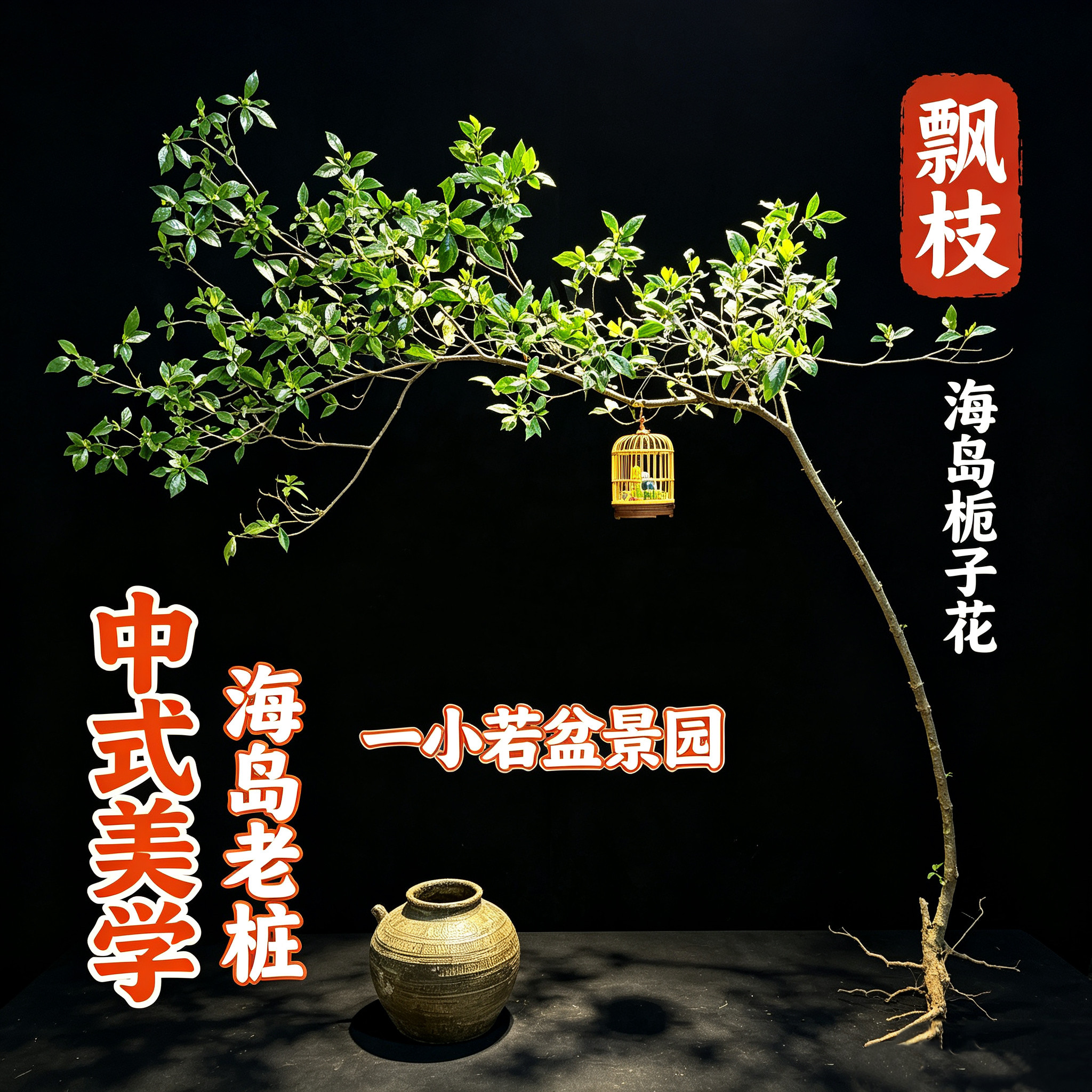 正宗海岛栀子花海岛春花老桩办公室客厅茶室茶桌阳台造景好养易活