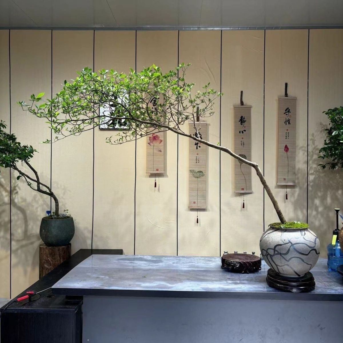 精品海岛栀子花海岛春花老桩办公室客厅茶室茶桌阳台造景简单易活,鲜花速递/花卉仿真/绿植园艺,绿植,淘宝优惠券,粉丝福利购,淘宝优惠卷