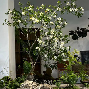 浙江海岛栀子花春花造型盆景素材四季常青好养活室内茶室新鲜绿植